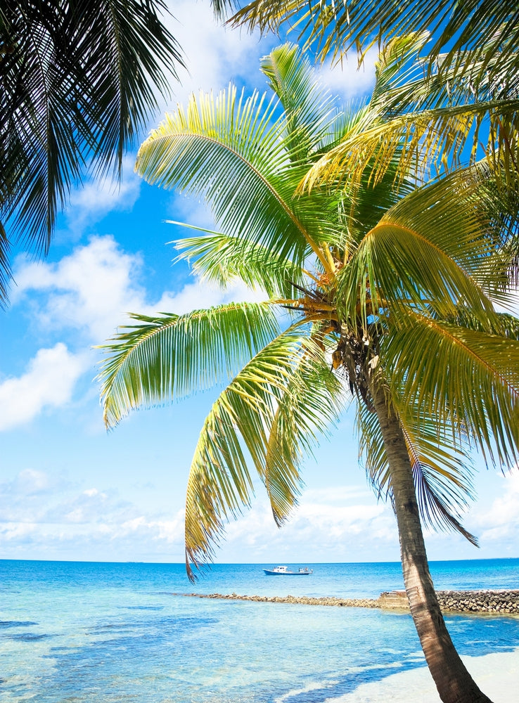 Palm Trees at Beach Photograph Home Decor Premium Quality Poster Print Choose Your Sizes