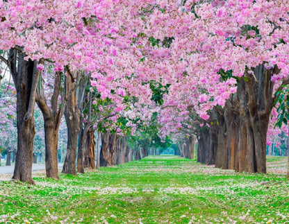 Wallpaper Murals Peel and Stick Removable Stunning Pink Flower Trees Photograph High Quality