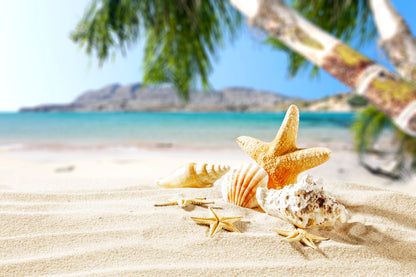 Sea Shells on Beach Photograph Print 100% Australian Made