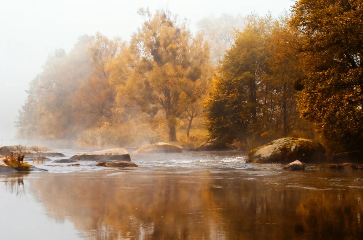 Wallpaper Murals Peel and Stick Removable Stunning water Stream & Misty Forest Photograph High Quality