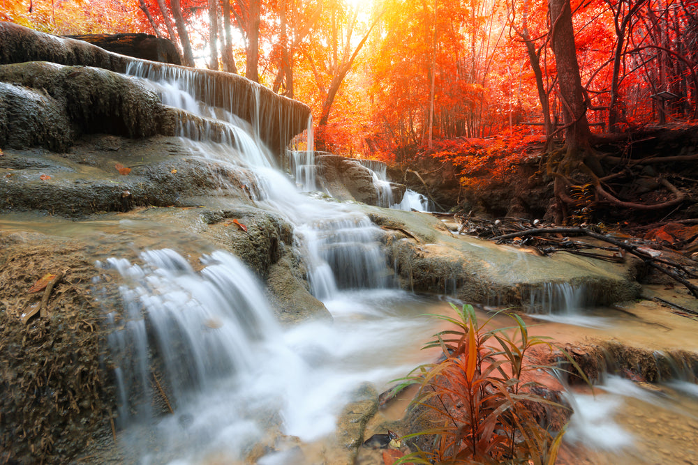 Water stream in Forest Photograph Print 100% Australian Made