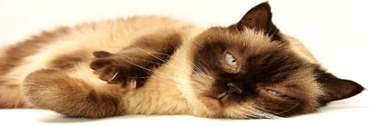 Panoramic Canvas Sleeping Cat Closeup High Quality 100% Australian Made Wall Canvas Print Ready to Hang