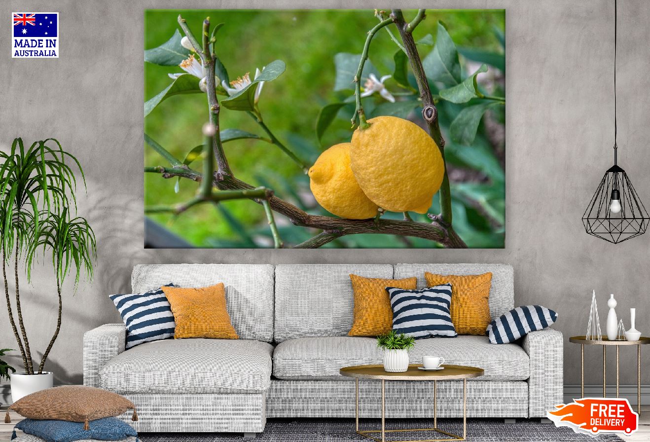 Lemon Closeup Photograph Print 100% Australian Made