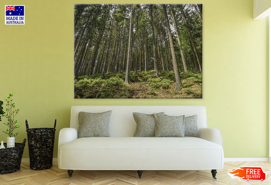 Tall Tree Forest Photograph Print 100% Australian Made