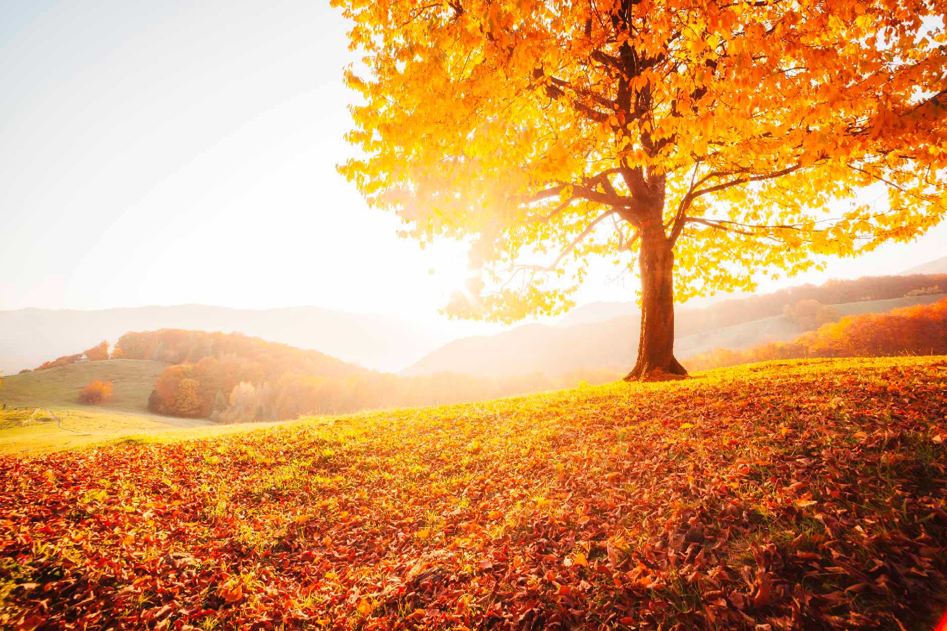 Bella Home The Shiny Beech Tree on a Hill Slope Print Canvas Ready to hang