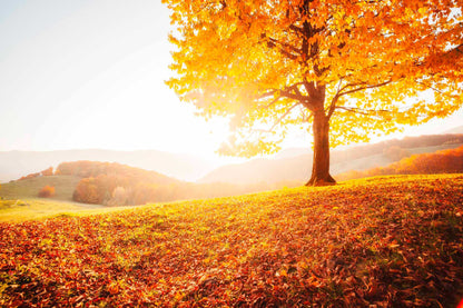 Bella Home The Shiny Beech Tree on a Hill Slope Print Canvas Ready to hang