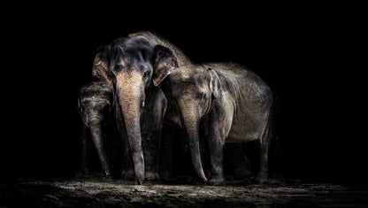 Elephants Family Photograph Home Decor Premium Quality Poster Print Choose Your Sizes