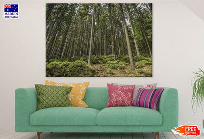 Tall Tree Forest Photograph Print 100% Australian Made