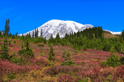 Mount Rainier National Park Photograph Print 100% Australian Made