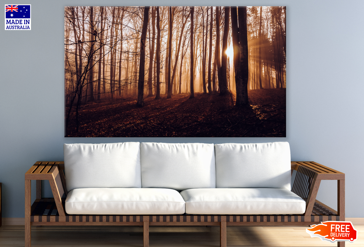 Sun light Through the Forest Photograph Print 100% Australian Made