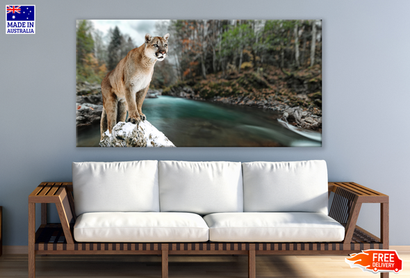 Cougar Near a Water Stream Photograph Print 100% Australian Made