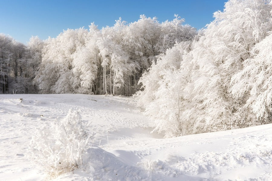 Snow Trees on Mountain View Photograph Print 100% Australian Made