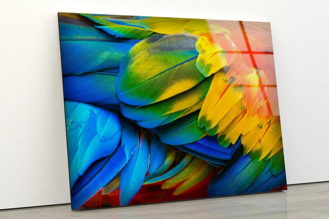 Colorful Feathers Closeup Photograph Acrylic Glass Print Tempered Glass Wall Art 100% Made in Australia Ready to Hang