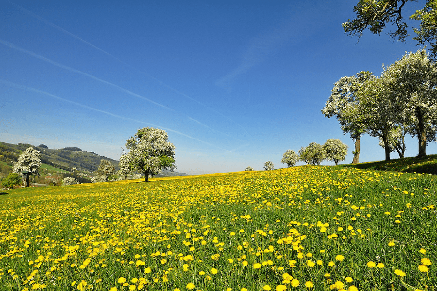 Trees on Flower Field Scenery Photograph Print 100% Australian Made