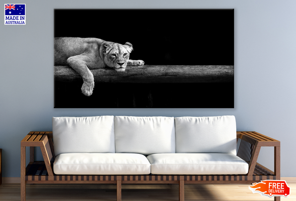 Lioness Laying on a Branch Print 100% Australian Made