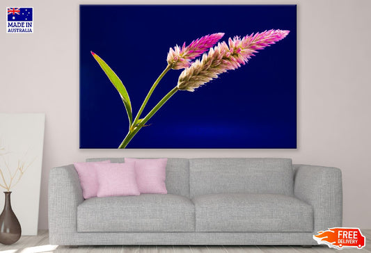 White Pink Celosia Closeup Photograph Print 100% Australian Made