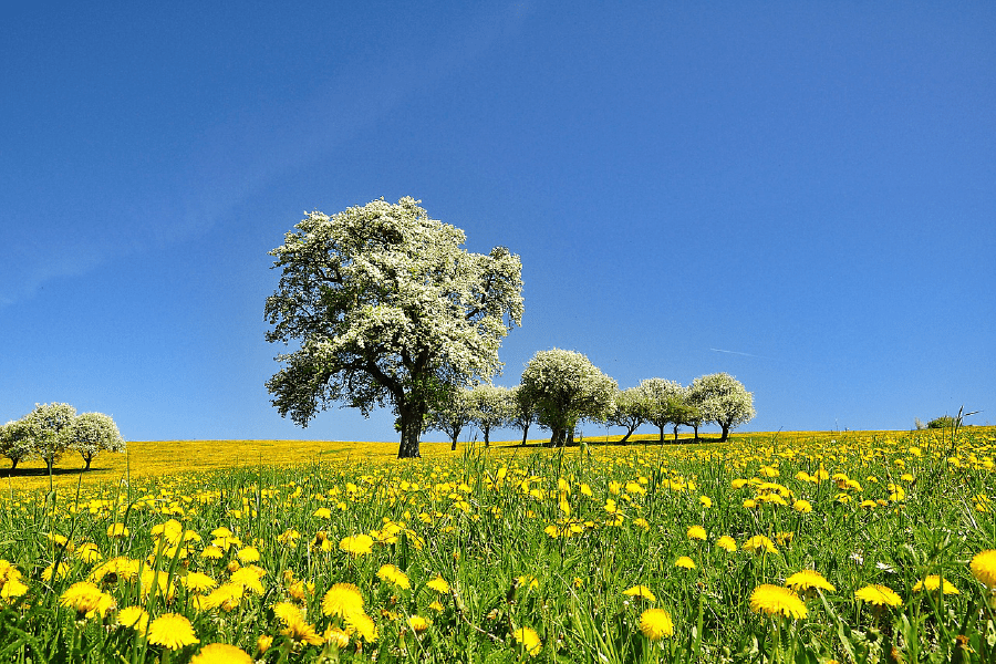 Trees on Flower Field Scenery Photograph Print 100% Australian Made