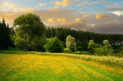 Trees on Flower Field Scenery Photograph Print 100% Australian Made