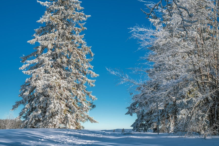 Snow Covered Large Trees Photograph Print 100% Australian Made