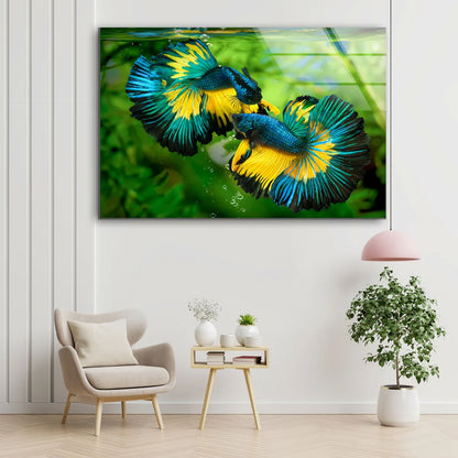 Blue & Yellow Fighter Fish Pair Photograph Acrylic Glass Print Tempered Glass Wall Art 100% Made in Australia Ready to Hang