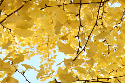 Gingko Tree Leaves View Photograph Print 100% Australian Made