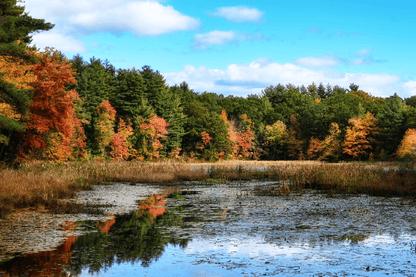 Autumn Tree Forest Landscape Photograph Print 100% Australian Made