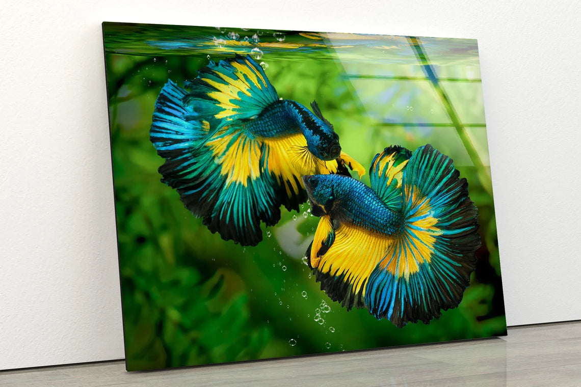 Blue & Yellow Fighter Fish Pair Photograph Acrylic Glass Print Tempered Glass Wall Art 100% Made in Australia Ready to Hang