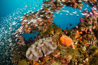 Underwater Fish & Corals Photograph Print 100% Australian Made