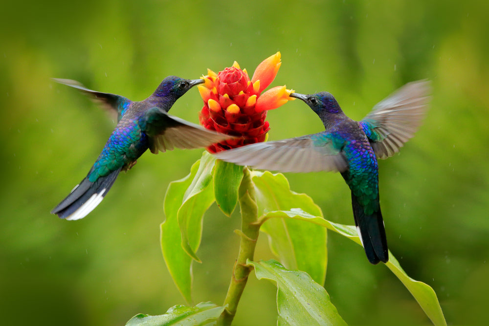 Humming Birds Flying Near Flowers Print 100% Australian Made