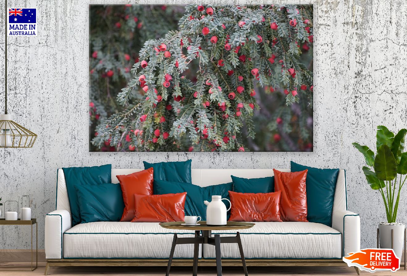 Ripe Red Juniper Berries Tree Photograph Print 100% Australian Made