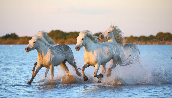 Horses Running on Water Print 100% Australian Made