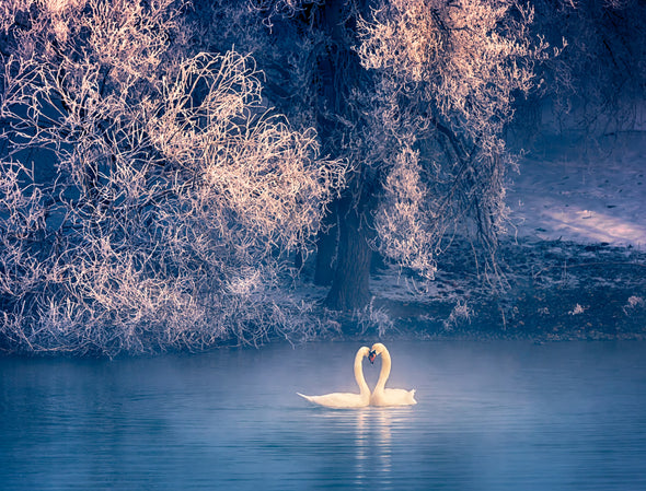 Swan Couple in Lake Photograph Print 100% Australian Made