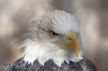 Eagle Face Portrait Print 100% Australian Made