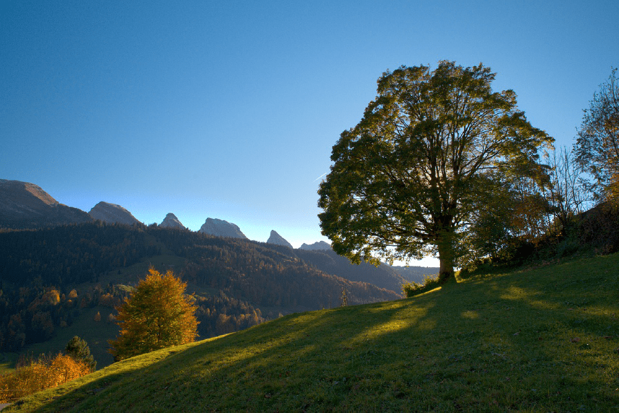 Autumn Tree over Mountains Sunset Photograph Print 100% Australian Made