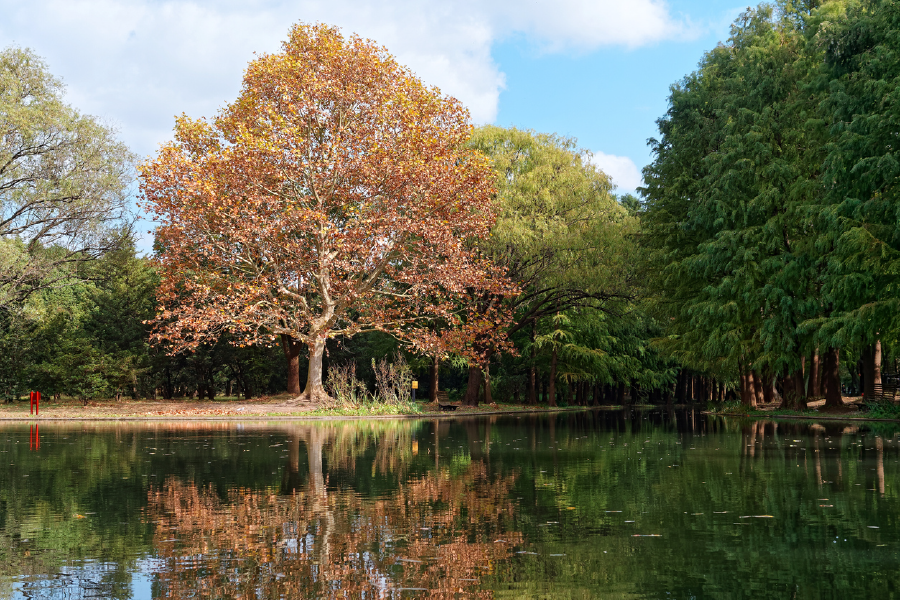 Trees & Lake View Photograph Print 100% Australian Made