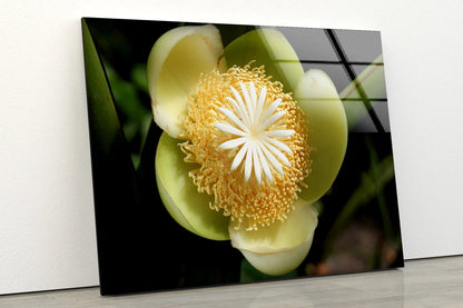 Flower Closeup Photograph Acrylic Glass Print Tempered Glass Wall Art 100% Made in Australia Ready to Hang