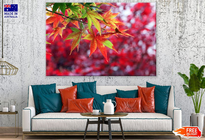 Colorful Maple Leaves Branch Photograph Print 100% Australian Made