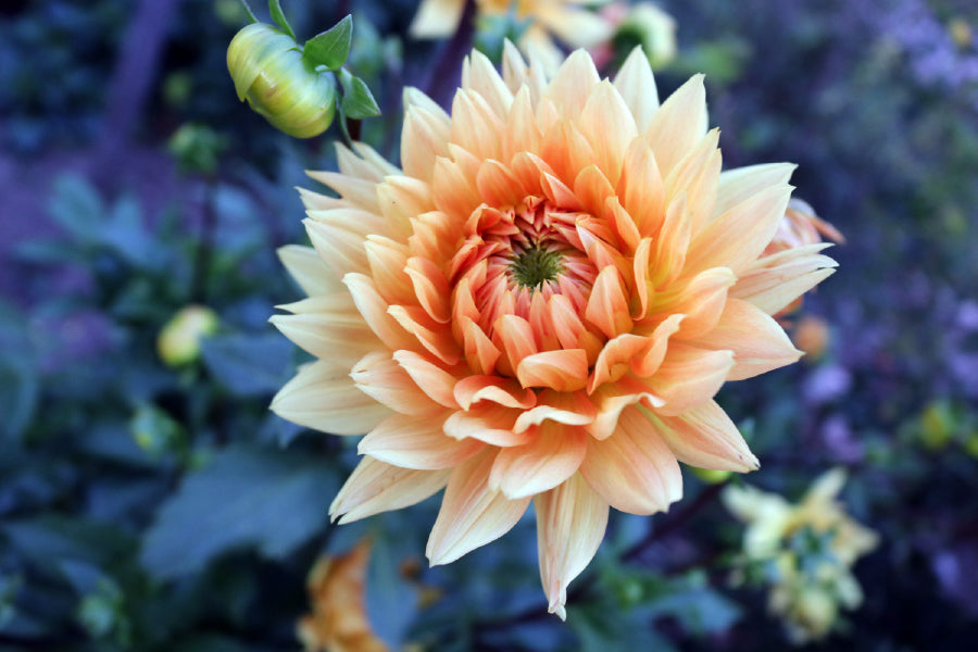 White Orange Dahlia Closeup View Photograph Home Decor Premium Quality Poster Print Choose Your Sizes