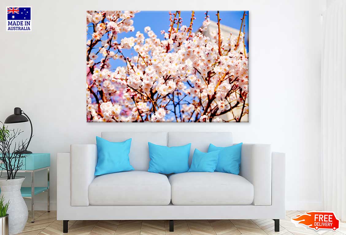 White Pink Cherry Flower Branch View Photograph Print 100% Australian Made