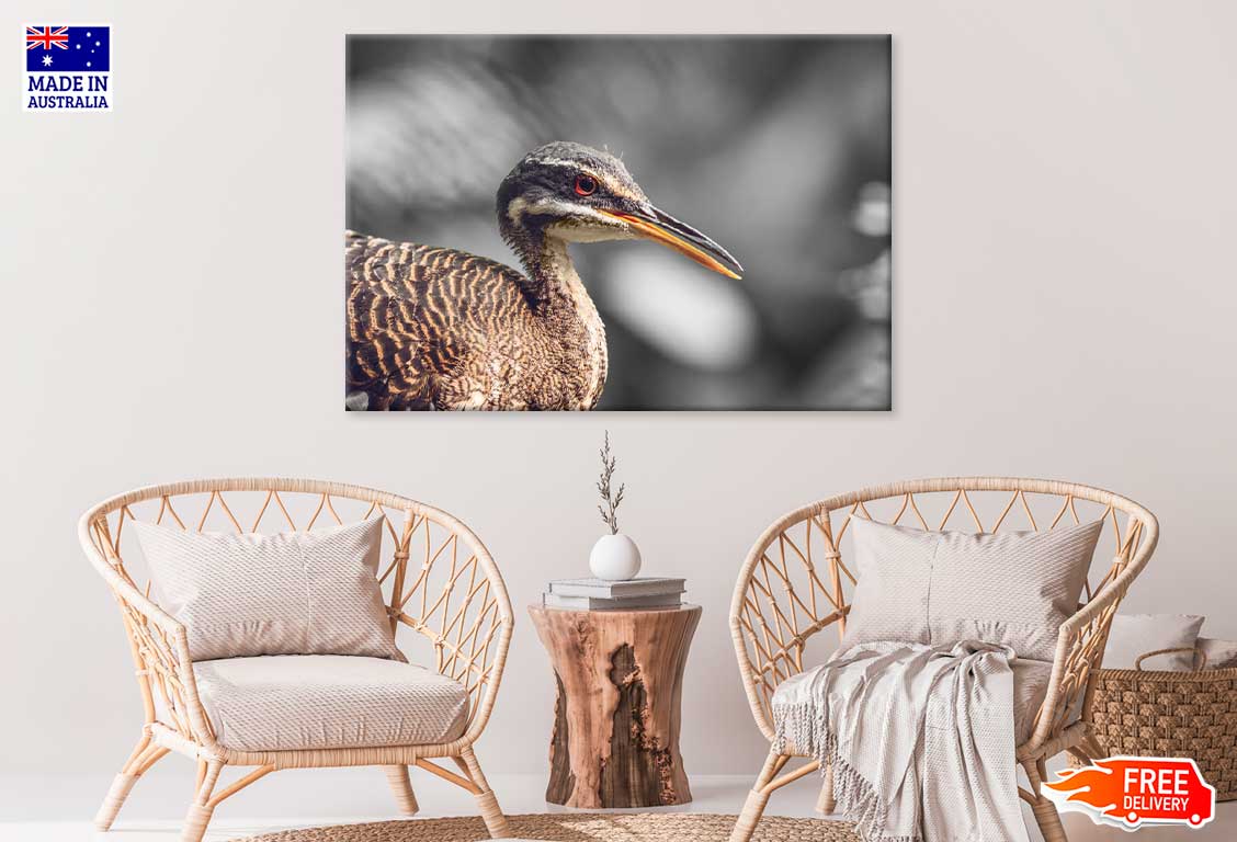 Sunbittern Bird Closeup B&W Photograph Print 100% Australian Made