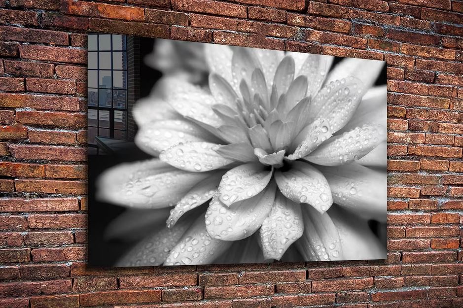 Lotus Flower B&W View Print Tempered Glass Wall Art 100% Made in Australia Ready to Hang