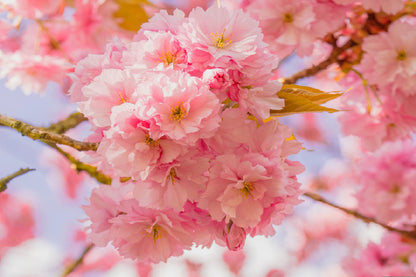 Pink Sakura Flowers Branch View Photograph Print 100% Australian Made