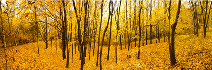 Panoramic Canvas Yellow Autumn Trees View Photograph High Quality 100% Australian Made Wall Canvas Print Ready to Hang