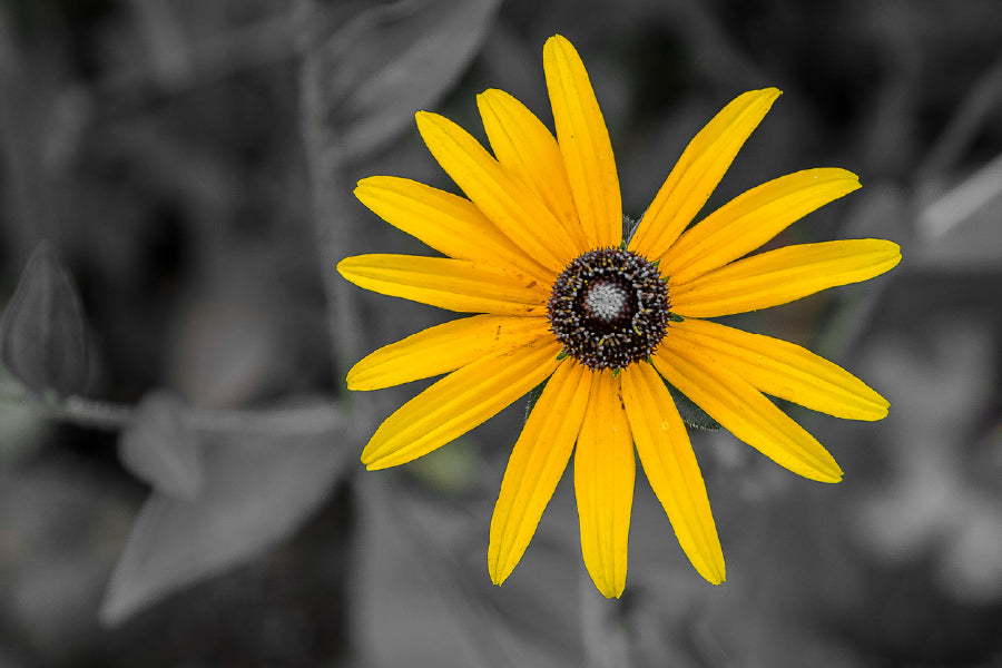 Yellow Daisy Flower B&W View Photograph Print 100% Australian Made