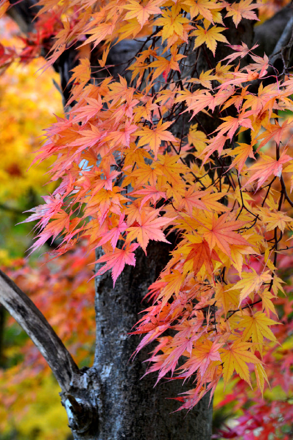 Orange Pink Maple Leaves View Photograph Print 100% Australian Made