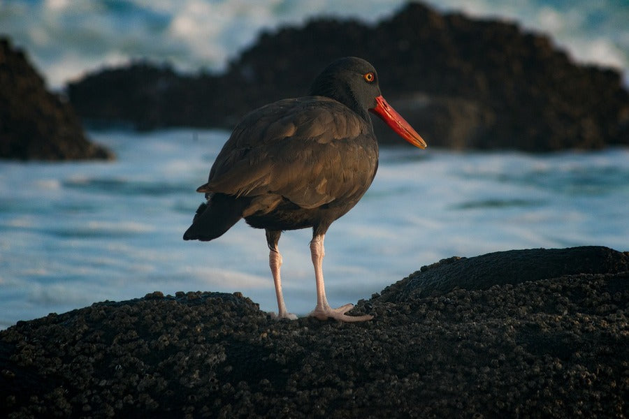 Blackish Oystercatcher Bird Closeup Photograph Print 100% Australian Made