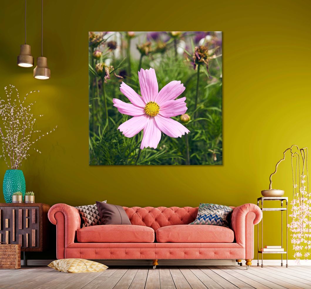 Square Canvas Pink Cosmos View Photograph High Quality Print 100% Australian Made