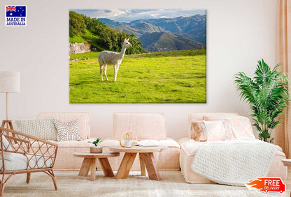 Llama on Grass Hill & Mountains Scenery Photograph Print 100% Australian Made