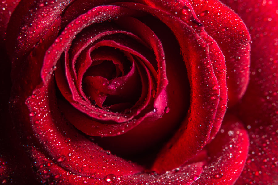 Water Droplet on Red Rose View Photograph Print 100% Australian Made