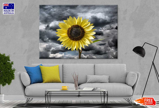 Sunflower Under Dark Cloudy Sky View Photograph Print 100% Australian Made